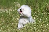 BICHON FRISE 433